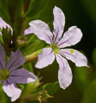 Wing-angle loosestrife